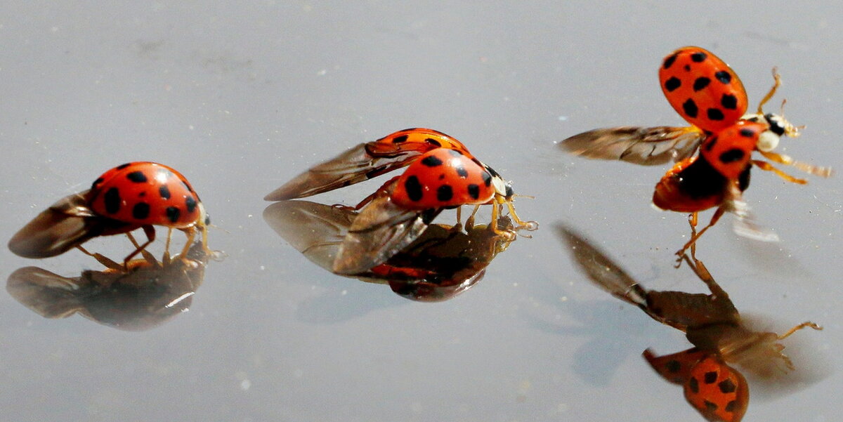 Божья коровка очень красиво взлетает. Словно танец!