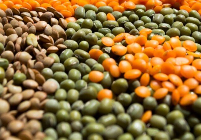 Посадка чечевицы