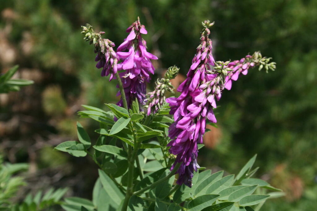 Внешний вид (фото) Красного Корня