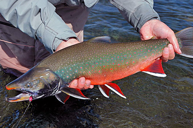 Палии рыба фото Мальма (Salvelinus malma) или Dolly Varden trout GameFishing - Трофейная рыбалка