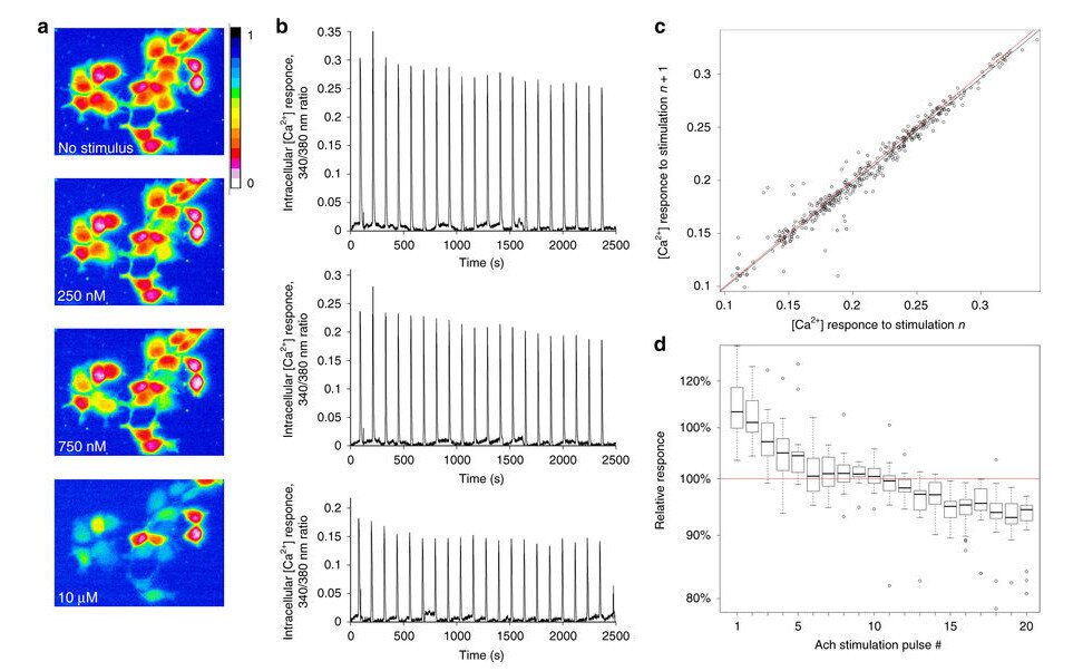 В ходе экспериментов ученые подвергали клетки воздействию различных концентраций химического сигнала и записывали их реакцию. Анализ данных и моделирование позволили сделать вывод, что GPCR-рецепторы способны передавать, по меньшей мере, два бита информации