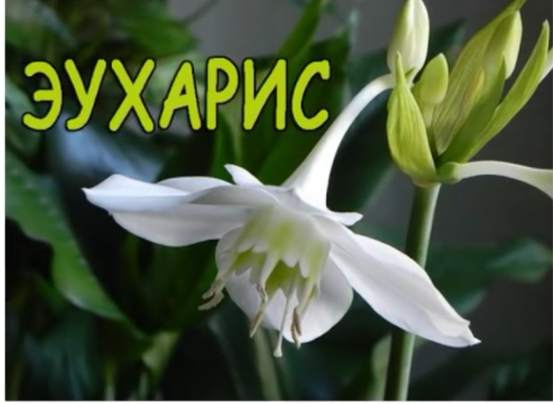 Чашелистик эухарис