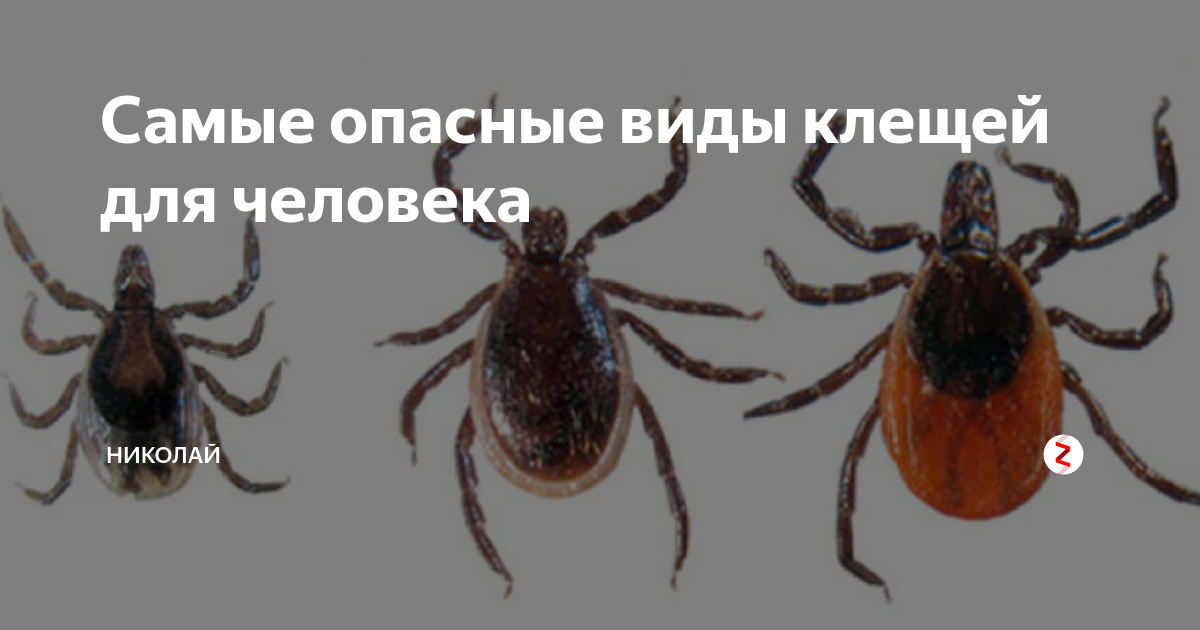 Виды клещей опасных для собак. Виды клещей. Виды клещей опасных. Разновидности клещей опасных для человека