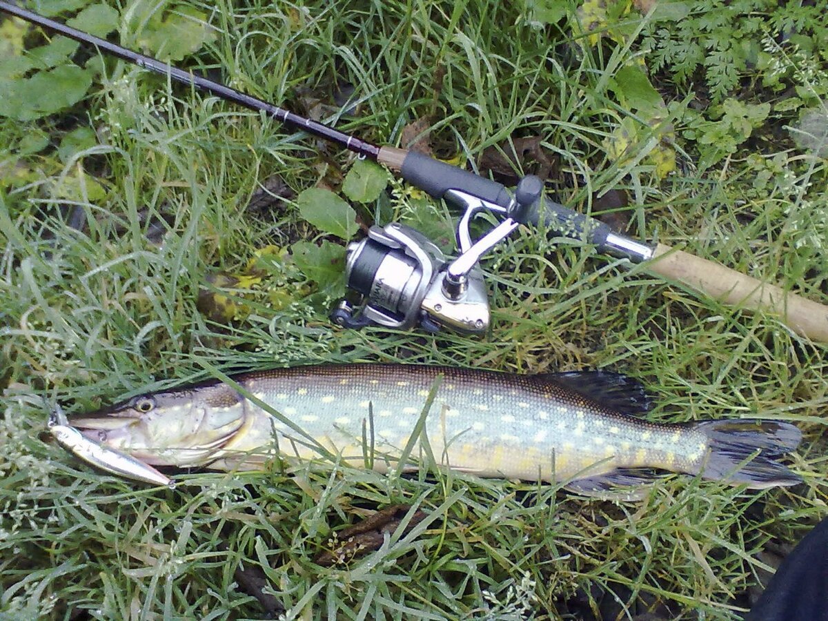 Спиннинг Surf Master с тестом 10-30 и катушка Shimano Sahara 2500, тут даже перебор запаса прочности...