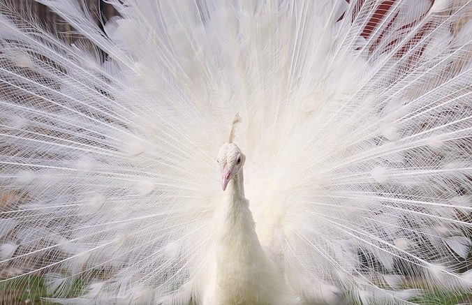 Фото: pixabay.com/CC0 1.0