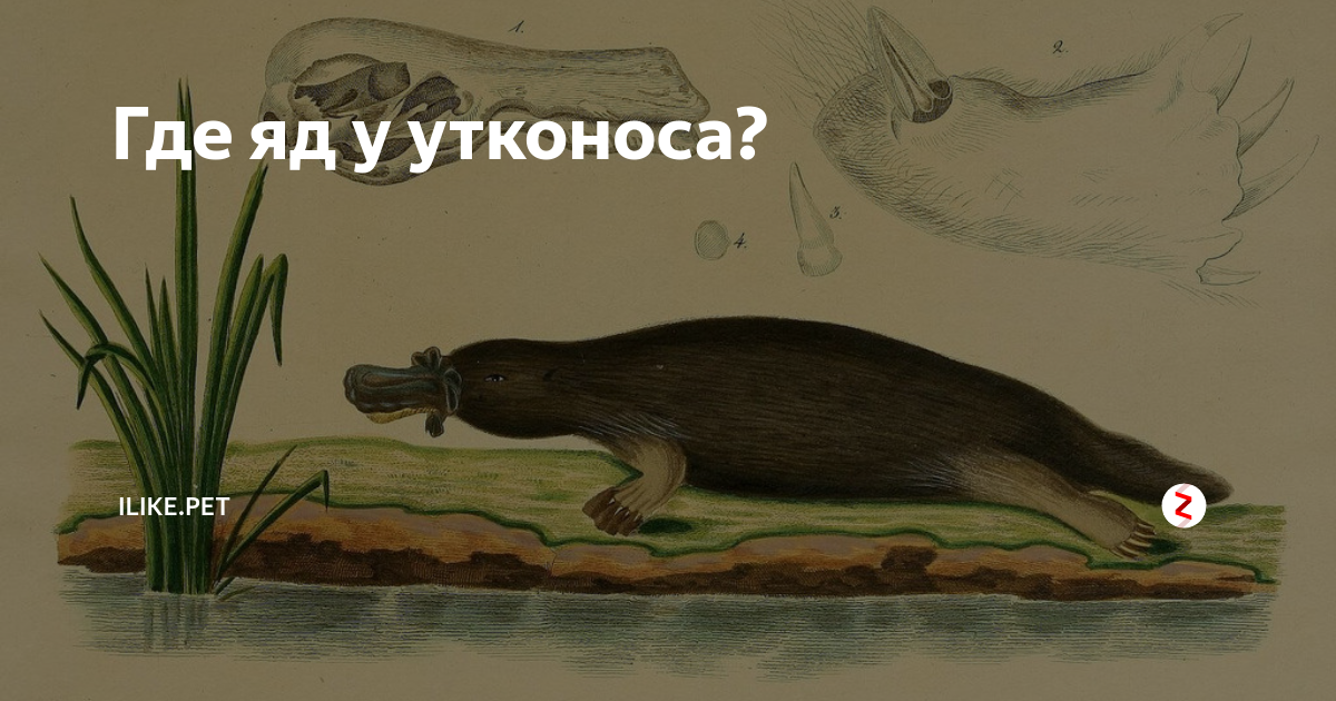 Яд утконоса. Ядовитая железа у утконоса.