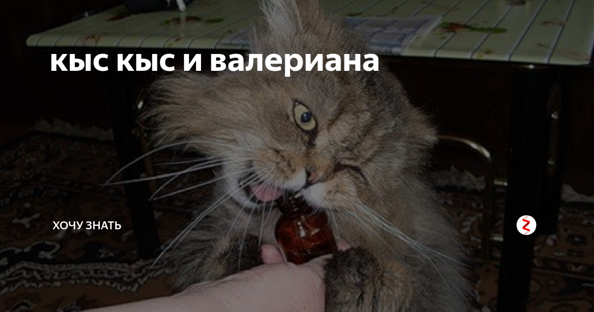 Кыс кыс кыс по немецки. Kys мем. Мяу мемы. Котак жеме на казахском. Кысы ненекцие.