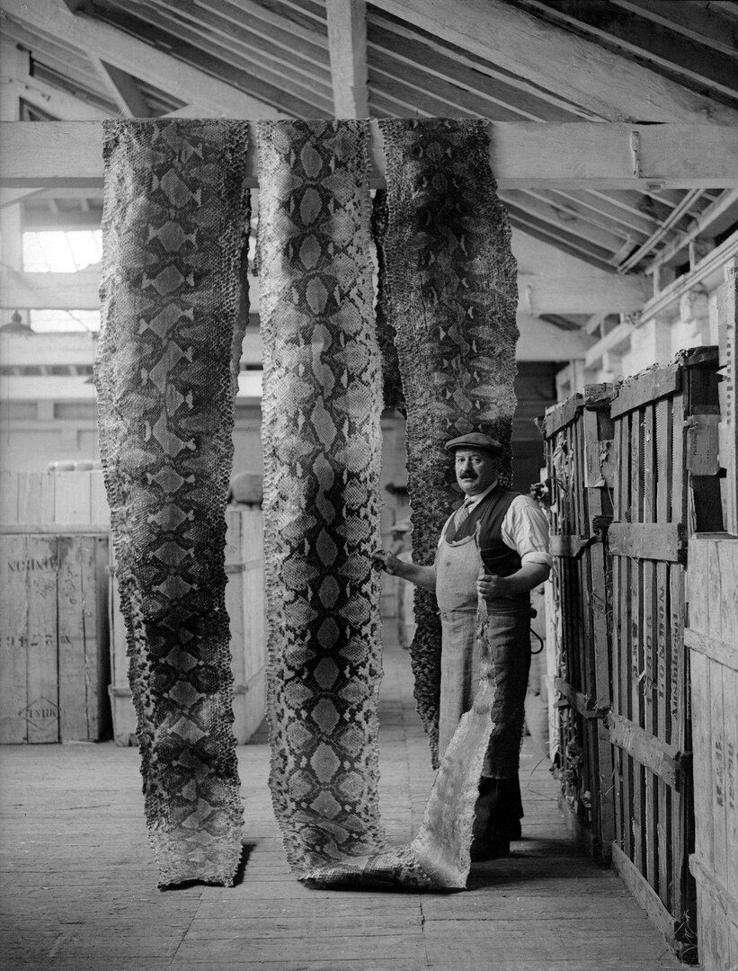 Просушка змеиных шкур на складе Лондонского порта, 16 сентября 1930 года.