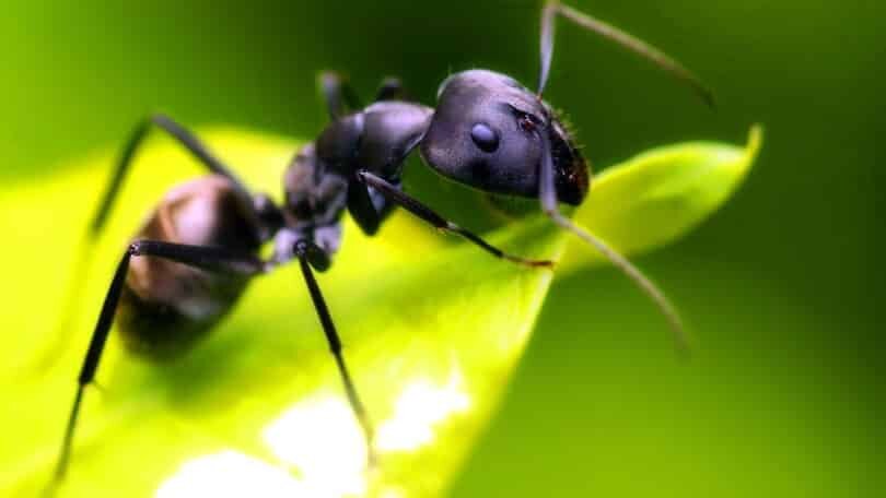 Черные муравьи