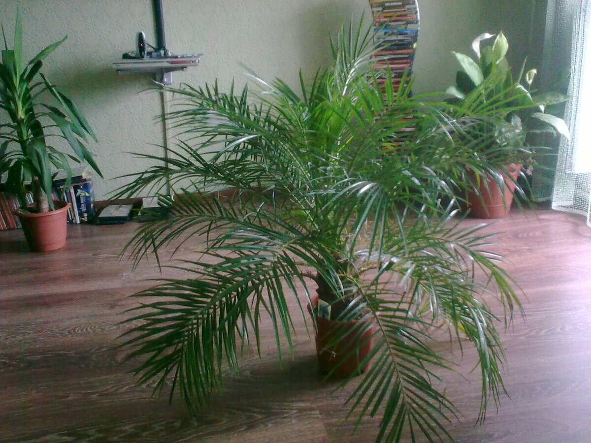 Пальма арека - уход в домашних условиях
