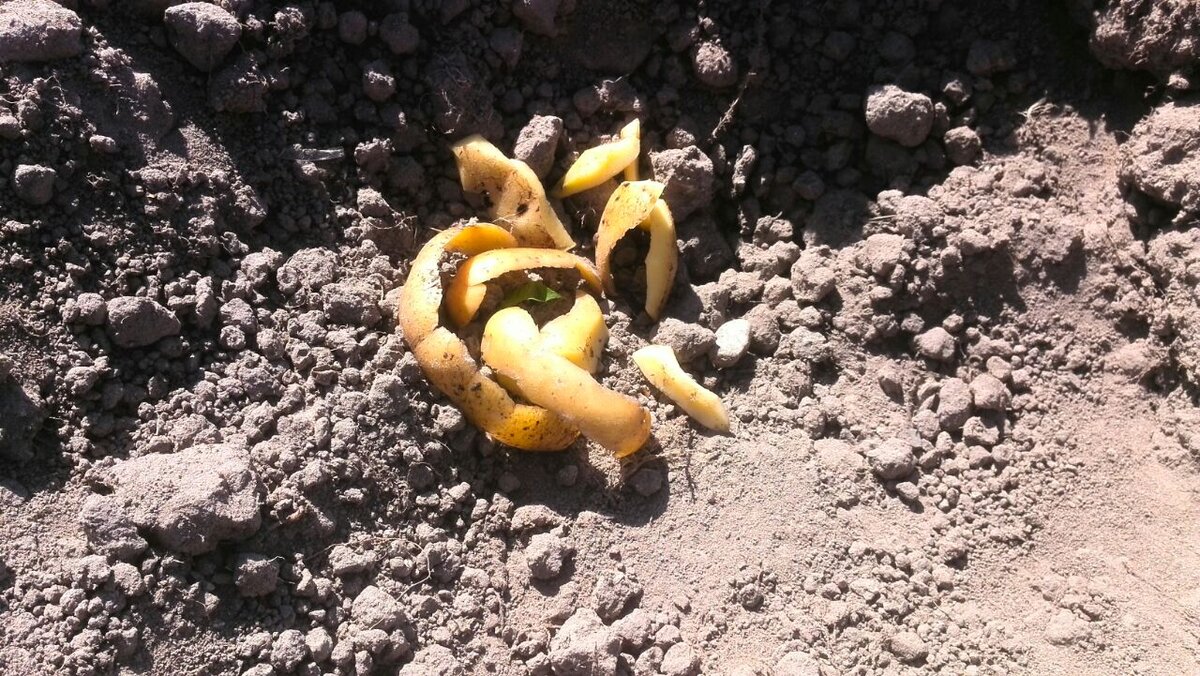 картофельные очистки для смородины. картофельные очистки удобрение. картофельная кожура для смородины. картофельные очистки. картофельные очистки для картофеля.