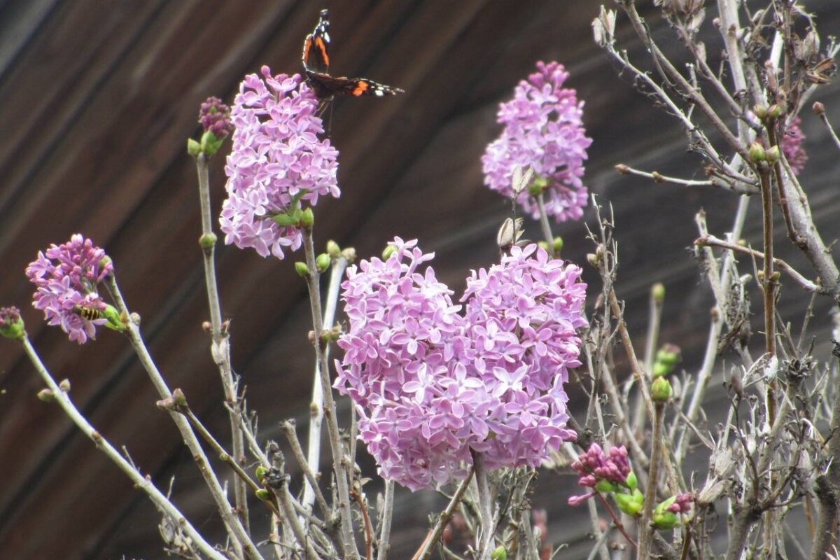 Бутоны сирени не распускаются. Бутоны сирени. Гвоздика куст Lilac. Бутоны сирени фото. Отцветшая сирень осенью фото.