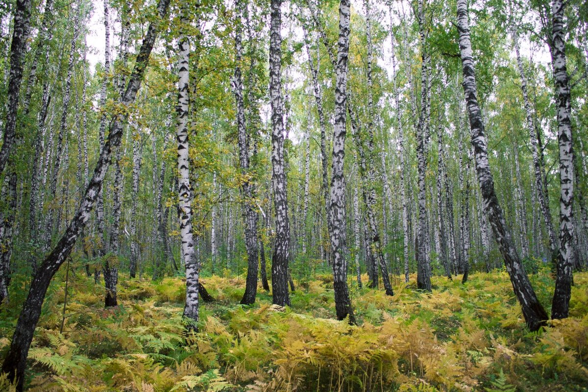 Березовая роща осенью