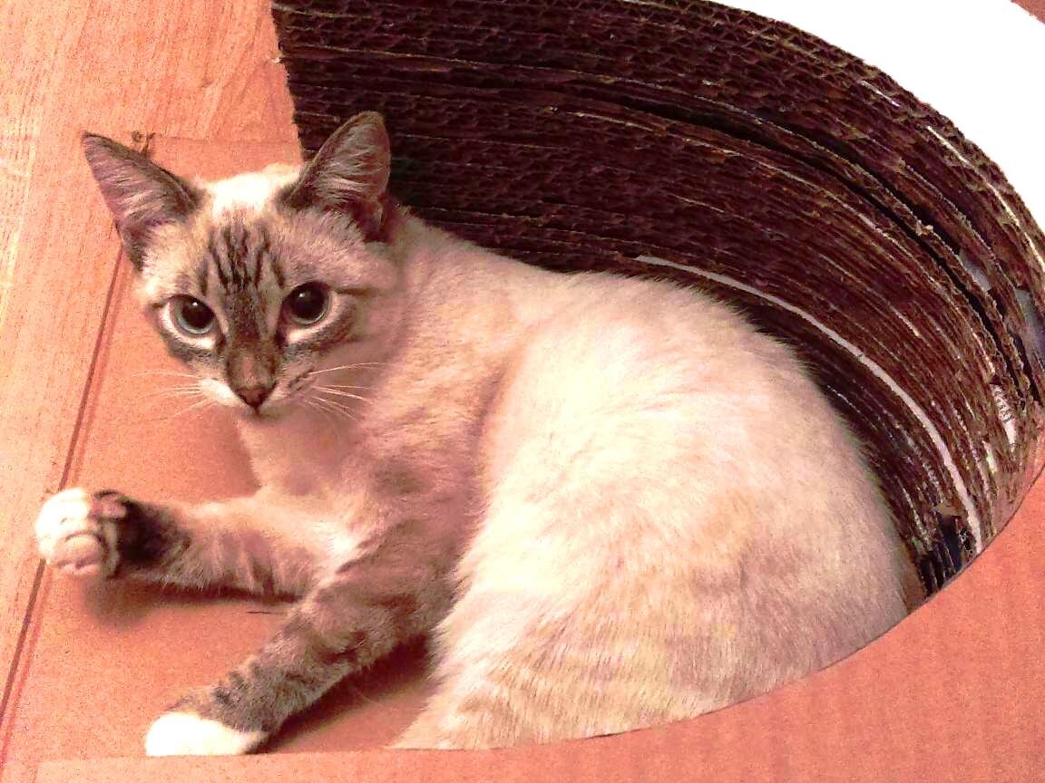 Я так считаю: лучшему коту - лучшее место!