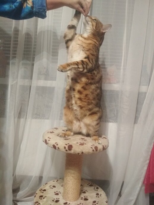 Нарцисс всегда готов к и игре и авантюрам, но Бетти стала для него сюрпризом.