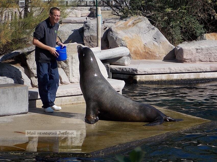 Чудесная идиллия людей и умных зверей