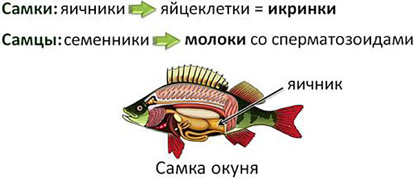 Половая система рыб