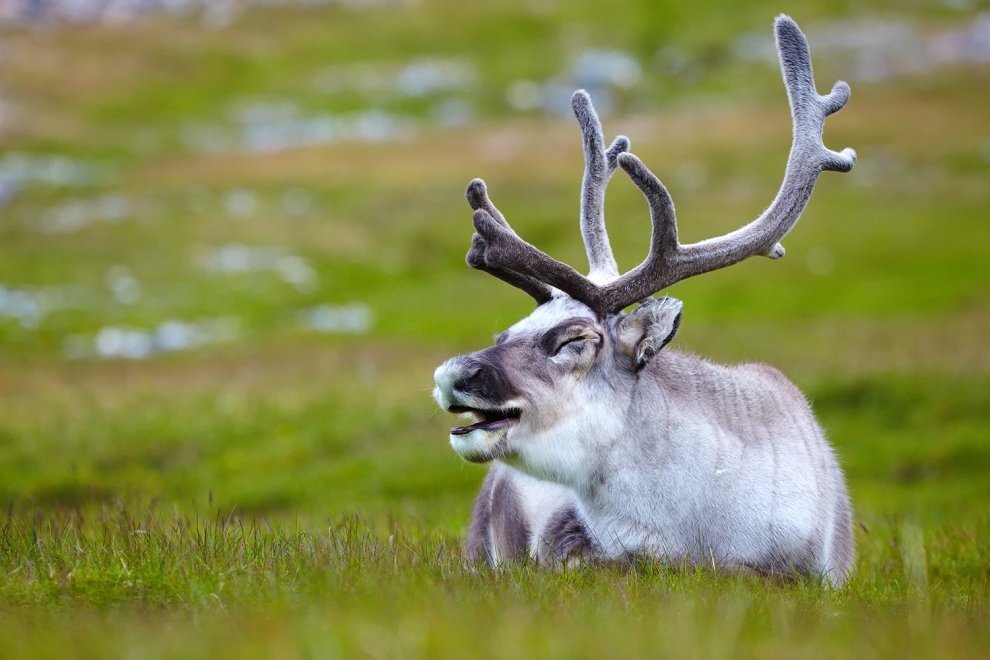 Удивительные факты о северных оленях | Хитрая лиса | Дзен