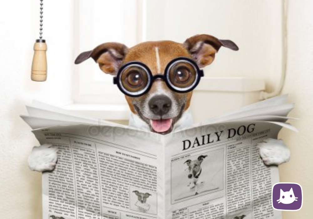 🐶Собачий туалет. Часть 1: зачем нужен лоток | Нос, хвост, лапы | Дзен