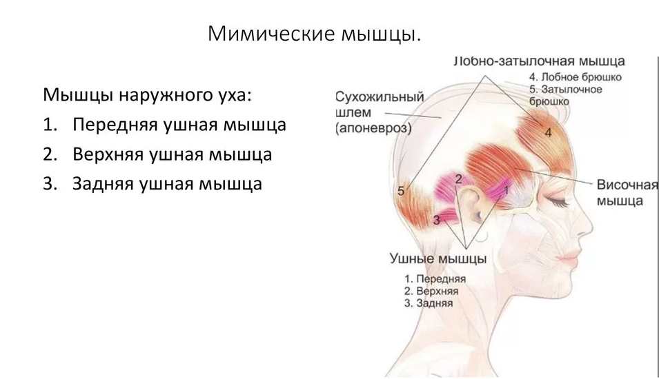 Сухожильный шлем. Апоневроз черепа. Лобное брюшко затылочно-лобной мышцы.