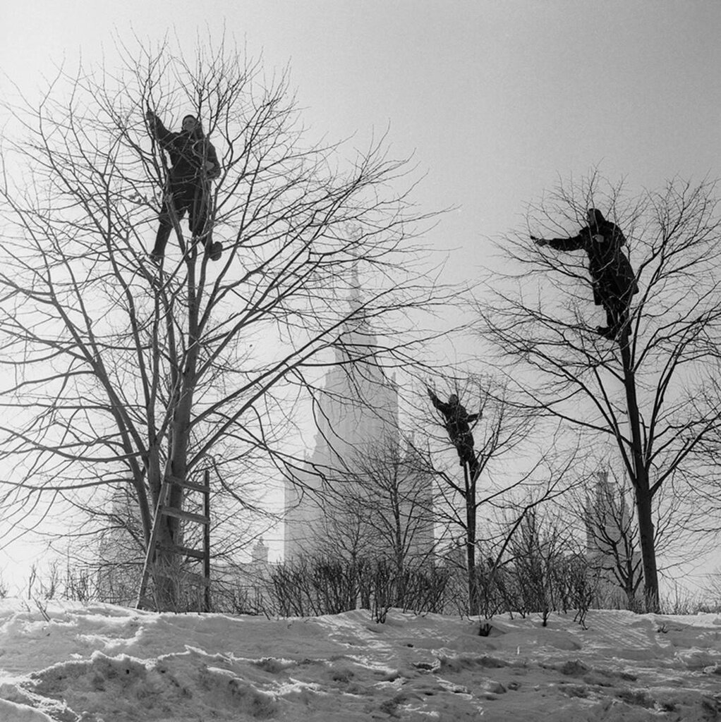 «Грачи прилетели». Весна в парке МГУ. Виктор Ахломов, 1960-е, г. Москва, из архива МАММ/МДФ.

