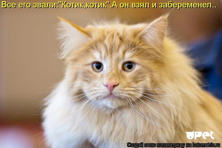 Угарные картинки с котами и надписями (51 фото) » Юмор, позитив и много смешных картинок