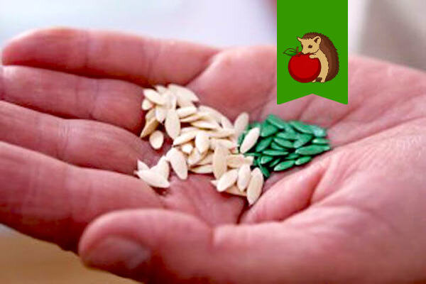 Фото: https://pro100ogorod.ru/wp-content/uploads/2017/03/semena-gibridnyh-ogurcov.jpg