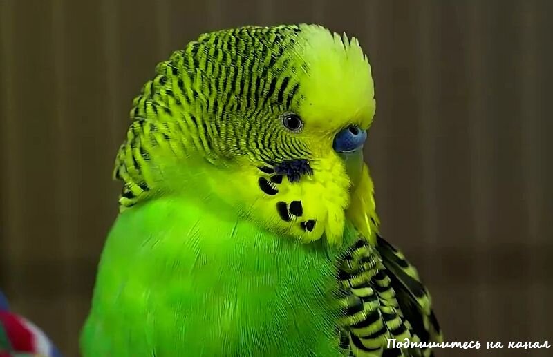 Пение самок волнистого. Волнистый попугайчик зеленый Кеша. Кеша и он волнистый попугай. Попугай Кеша волнистый попугай. Говорящие волнистые попугаи.