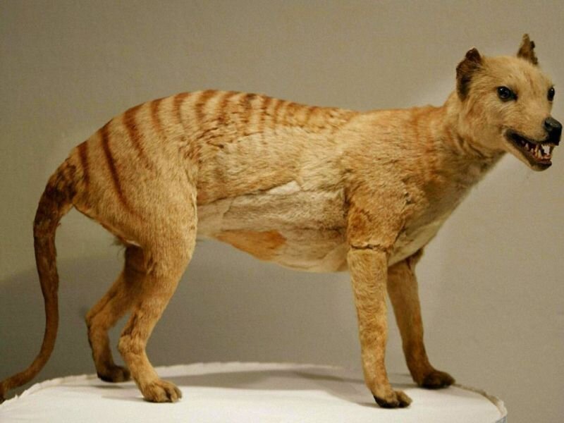 Чучело Сумчатого волка в музее