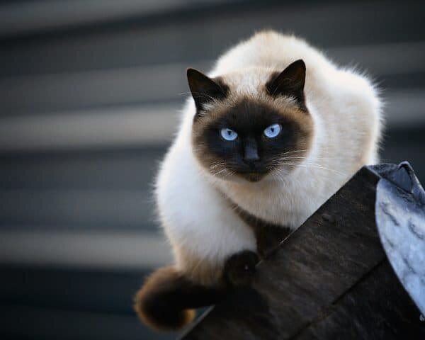 Сиамская кошка