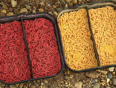 Окрашеный опарыш