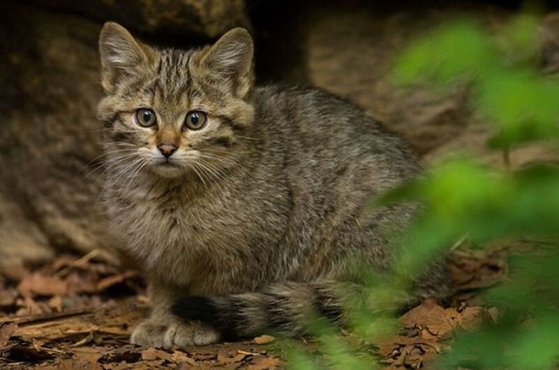 Это дикий лесной кот, он хищник, который предпочитает жить подальше от людей.