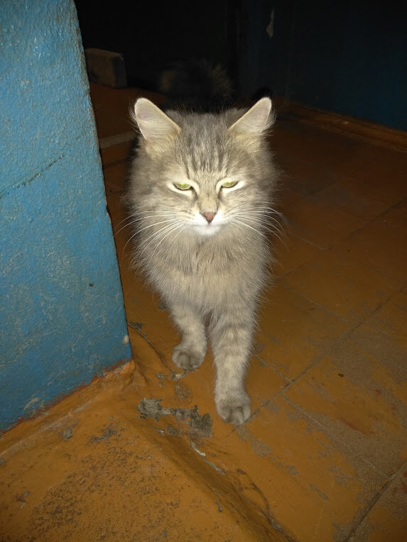 соседская кошка Дашка