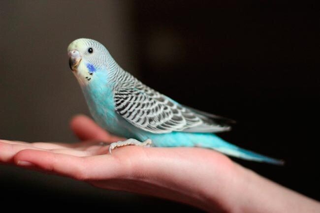 Как лучше всего приручить попугая?
