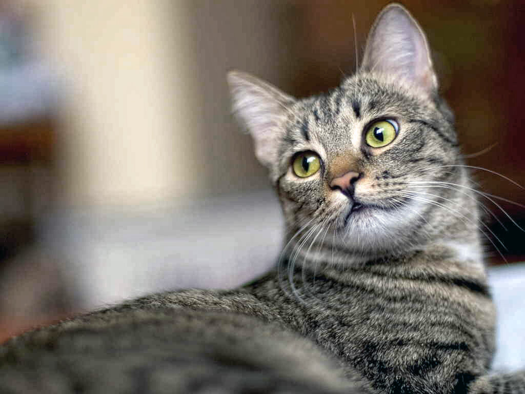 К сожалению, фотографий Ксюхи не сохранилось, фото с сайта http://veterinargid.ru. На этой фотографии, кошка очень похожа на Ксюху