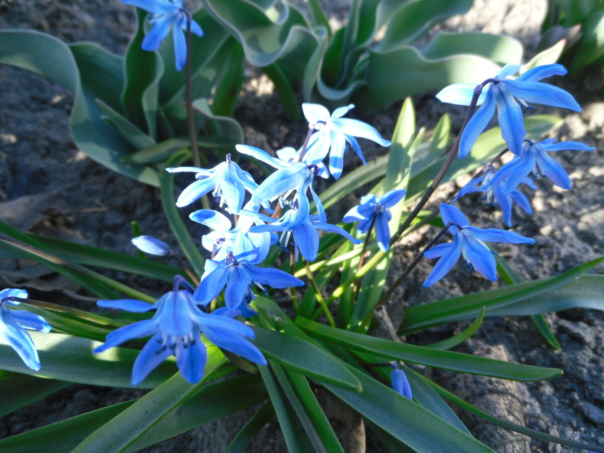 Первые цветочки))