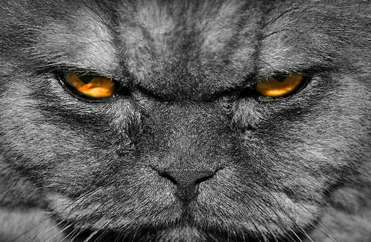 Котики злом. Злой кот. Злая морда. Злая кошка. Злобный взгляд
