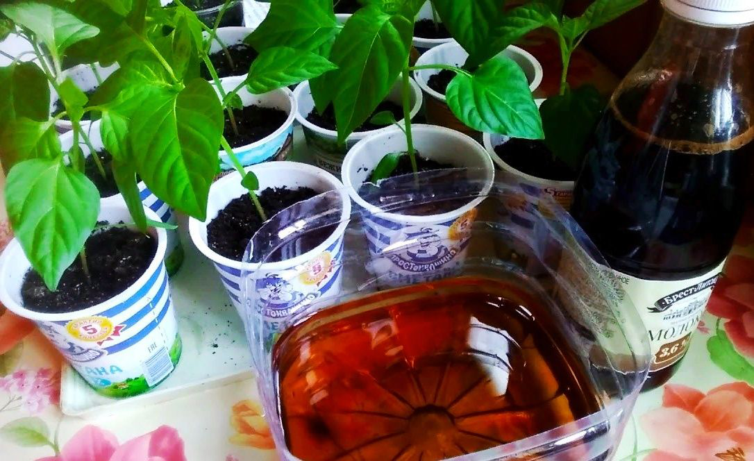 Можно ли поливать рассаду чаем. Прищипка рассады петунии. Поливка рассады. Рассада помидор полив. Можно ли поливать рассаду чаем.