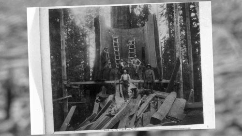 General Noble cut into sections, 1893   California State Library, Fresno