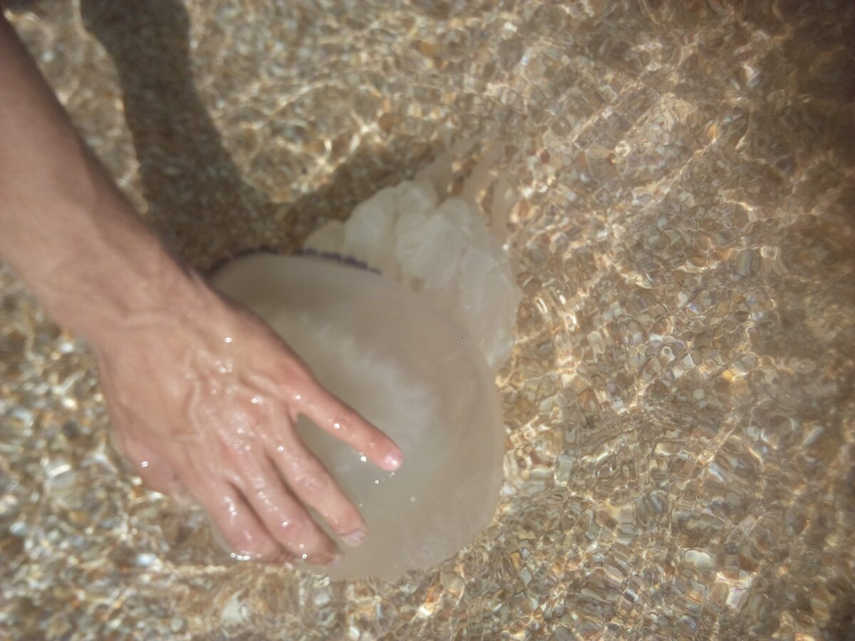 Средняя длина таких штук - около 40 см. Да, есть и больше.