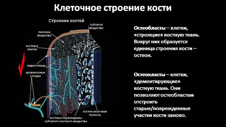 Для эффективной работы сосудов, "снабжения" костной ткани, мышечная ткань должна иметь хорошее кровообращение. А значит отсутствие спазмов, хороший тонус. 