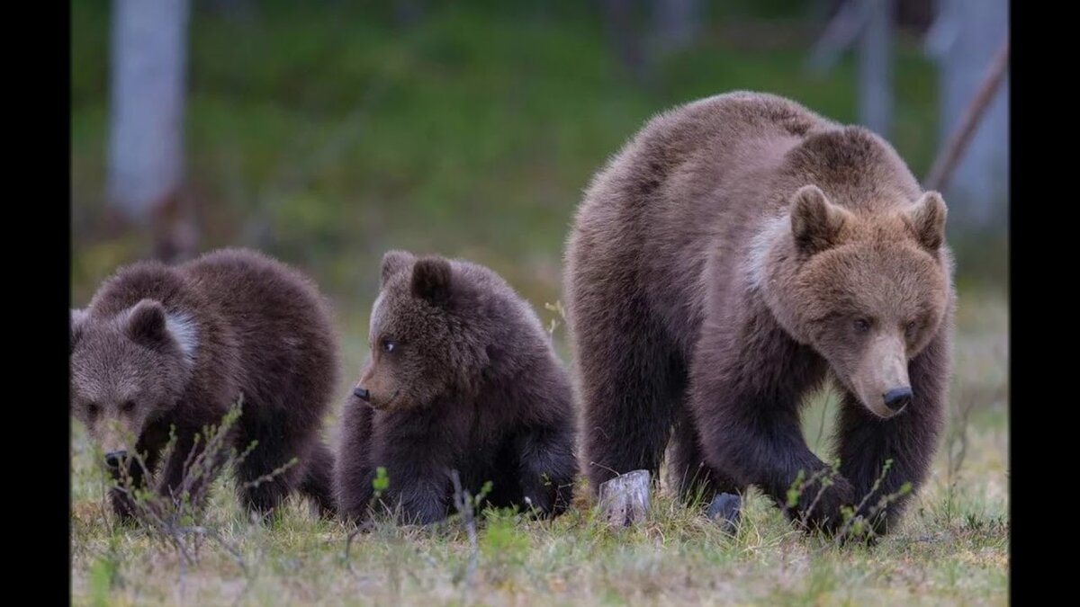 Как-то на рассвете, гуляя по нашему лесу, я увидел следы, большого медведя и медвежат, и про себя подумал: Господи, давненько я не встречал братьев наших меньших. Вот бы посмотреть на них!