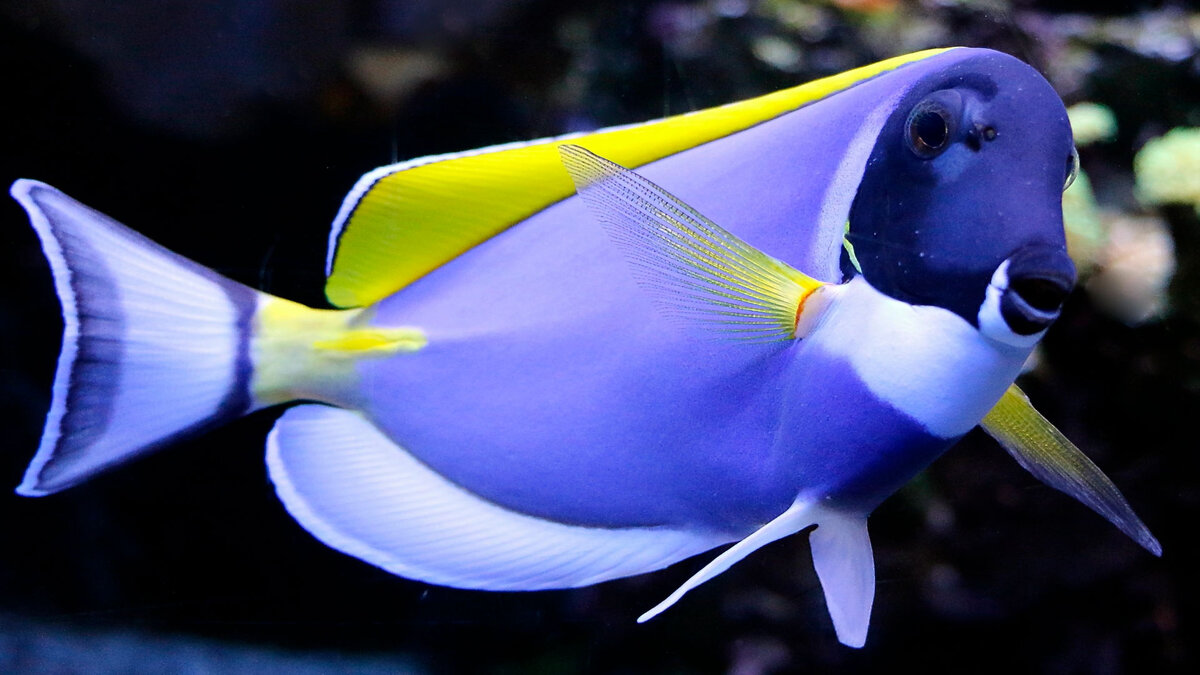 А рыбки-то ждут!