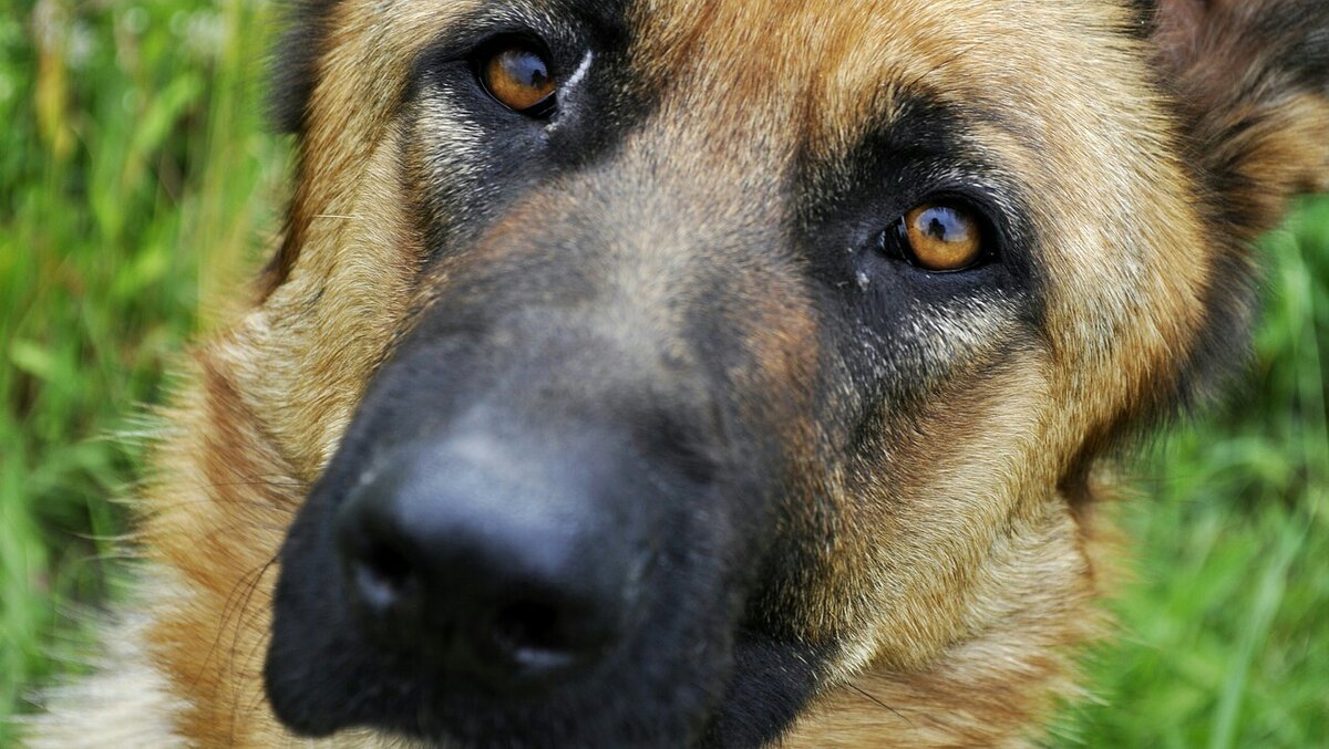 Фото Surma Creative с сайта Pixabay 