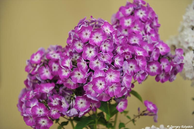 флокс сердце данко. флокс флоре. флоксы в природе. флокс розовый. флокс редививус.