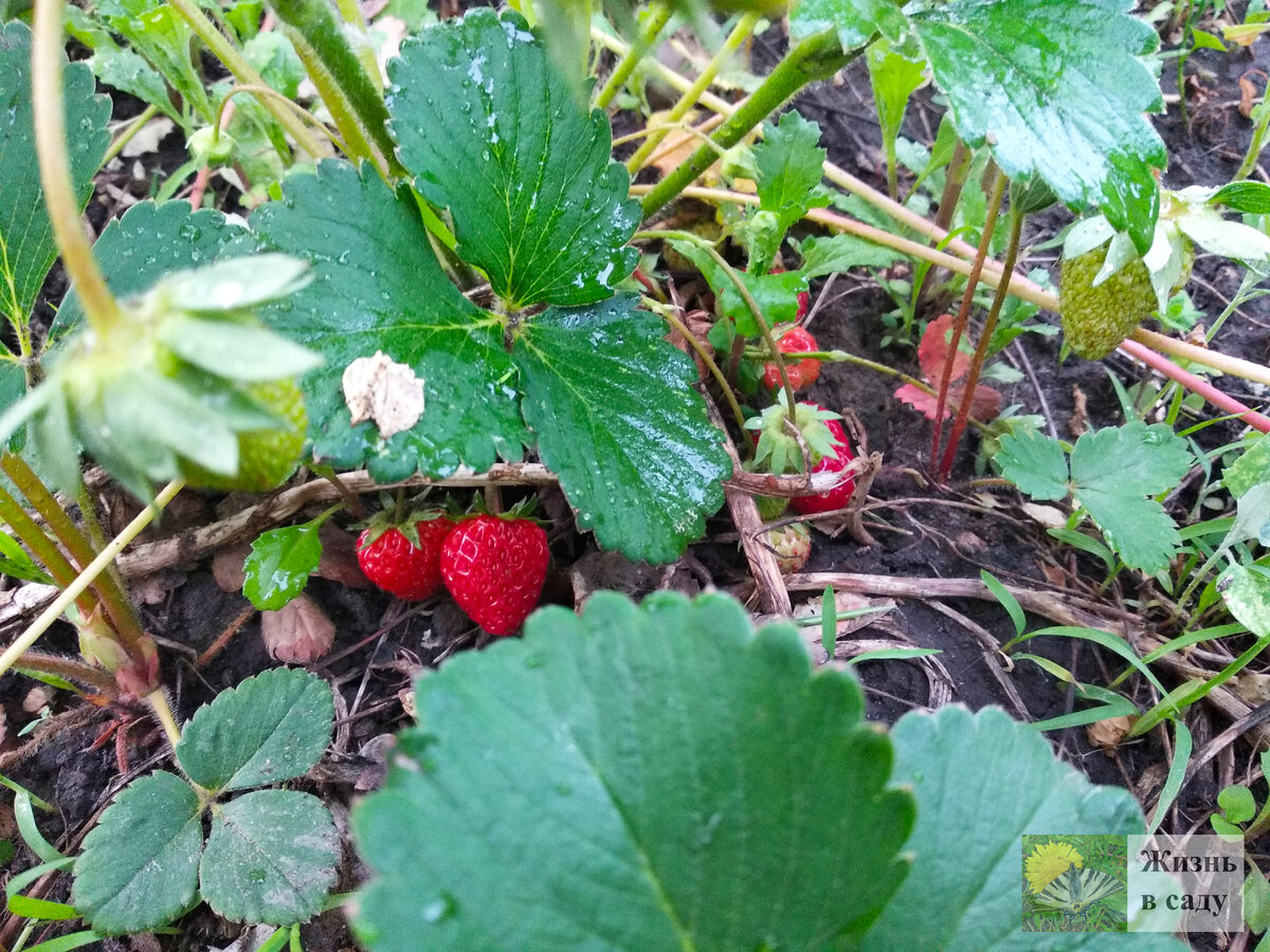 Второй урожай у нее очень вкусный