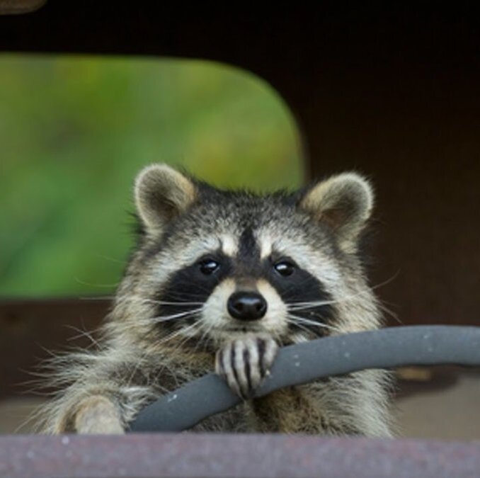 Если встретите меня, не удивляетесь, я пробую аккуратно работать в такси. Моё  енотовское личико из сервиса Яндекс Картинок 