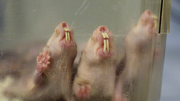 Поиграем в Копатель Онлайн