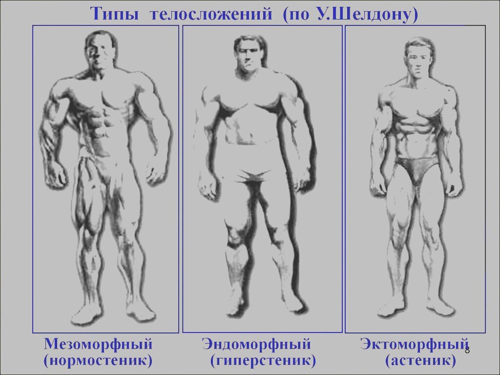 Типы телосложений 