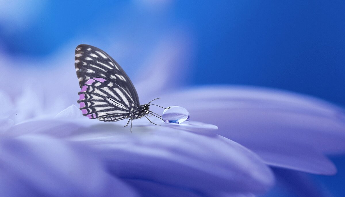 https://pixabay.com/photos/butterfly-nature-insect-wing-3054736/